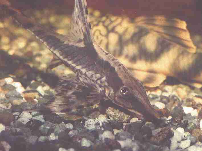 Störe gehören nicht ins Aquarium. Selbst