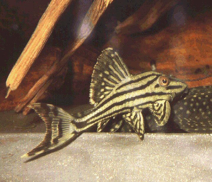 Panaque cf. nigrolineatus (L 27, L 90, L 190, L 191, L 203, L 330). 